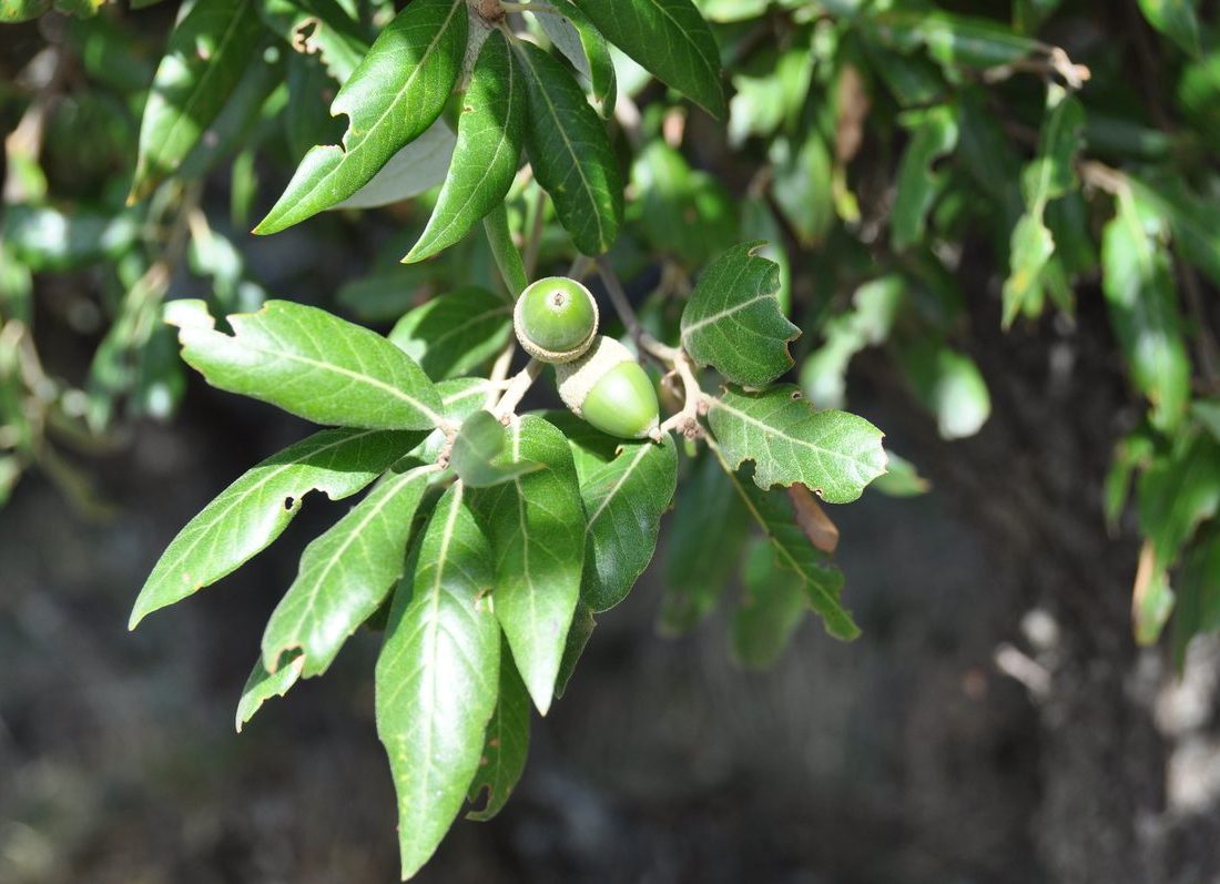Quercus ilex reference