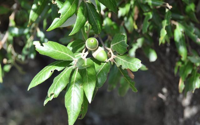 Holm Oak reference