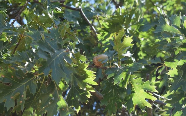 California Black Oak reference