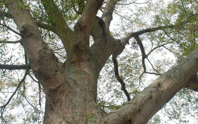 Laurel Oak reference