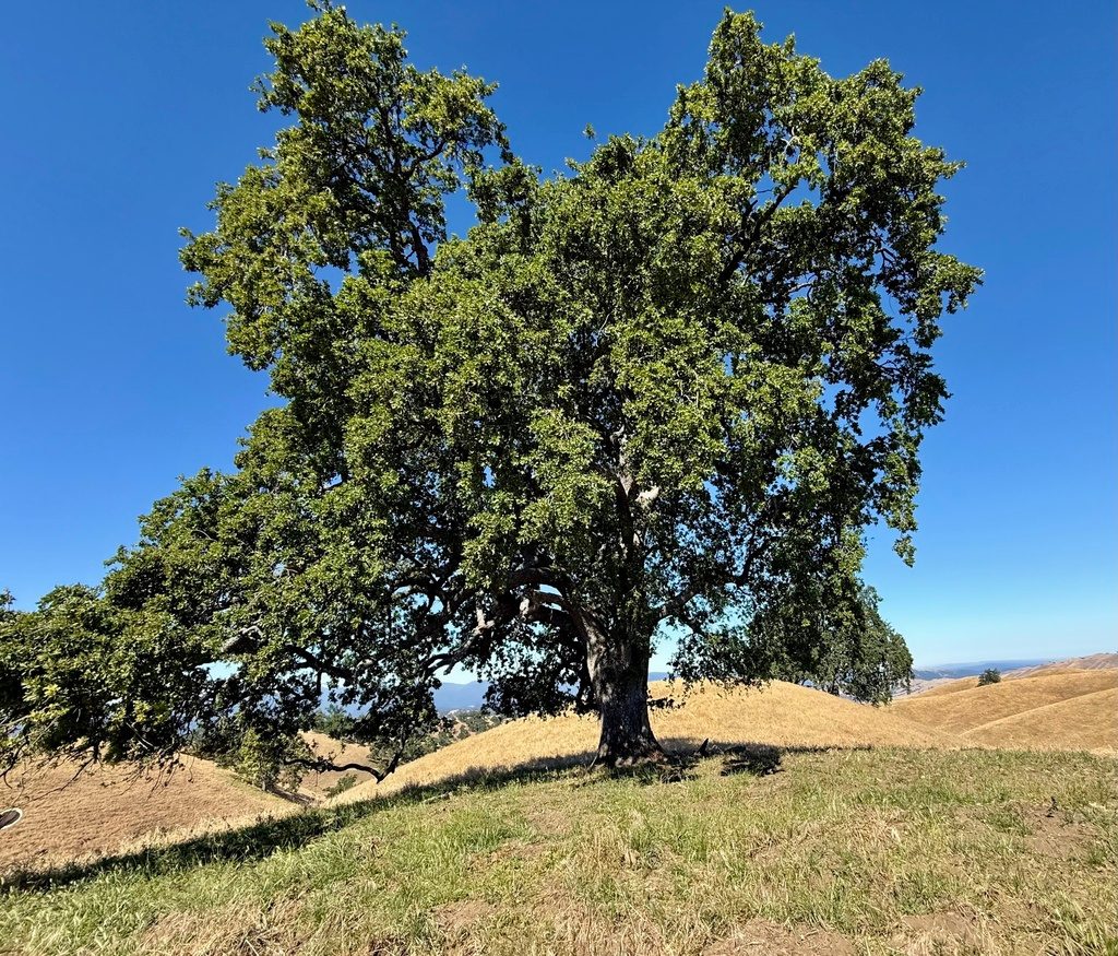 Valley Oak reference