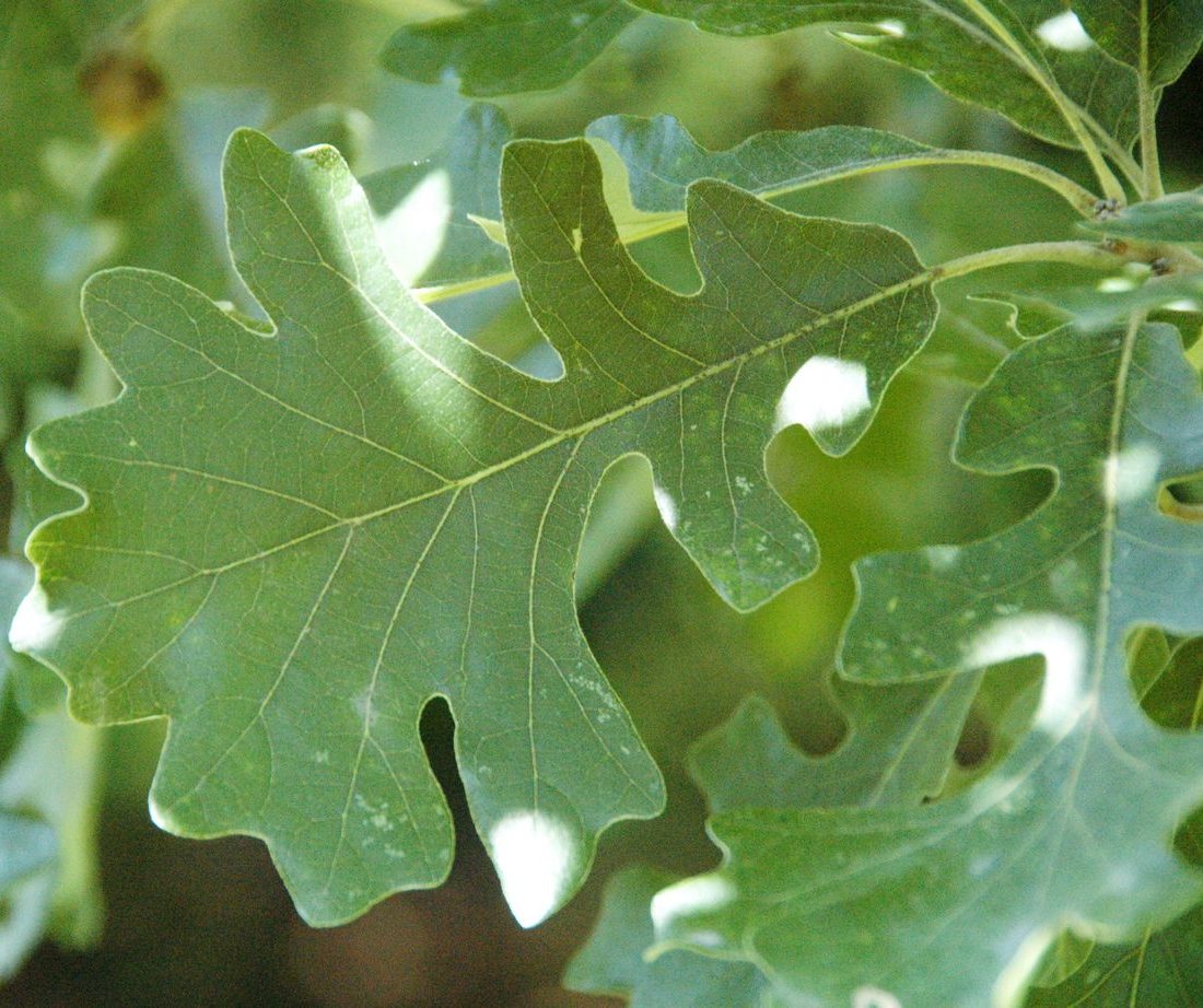 bur oak reference
