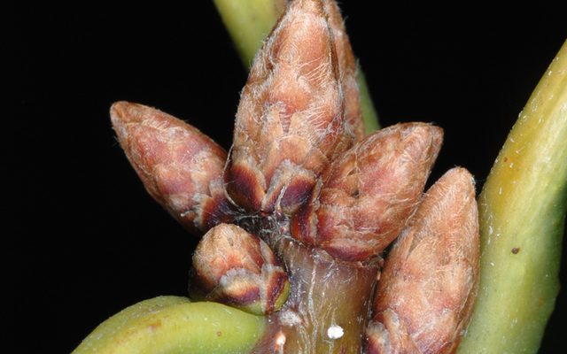 Chestnut Oak reference