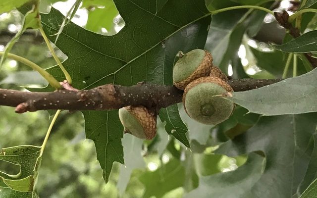 Pin Oak reference