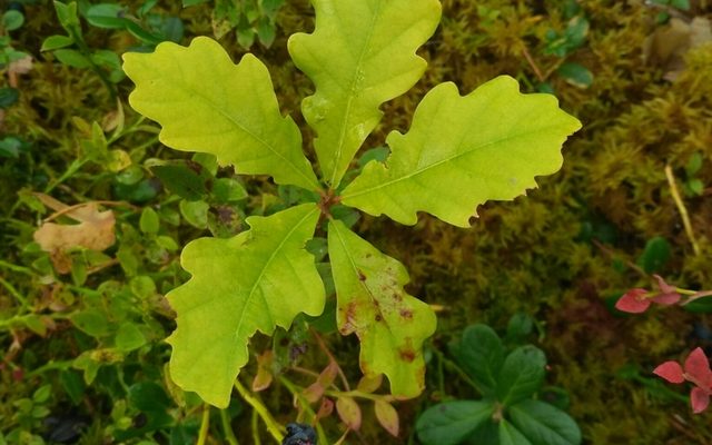 English Oak reference