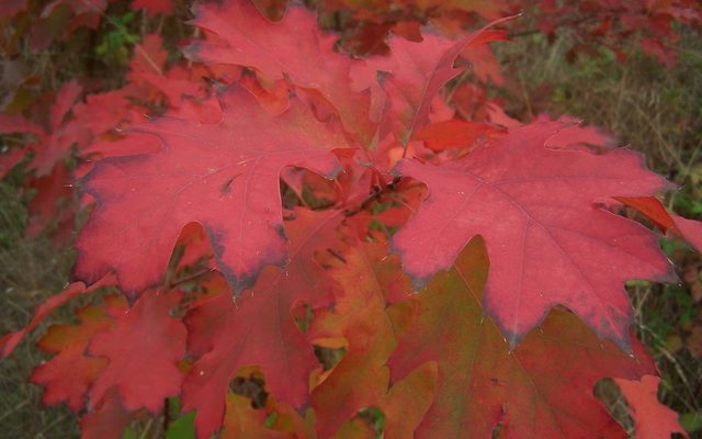 Northern Red Oak reference