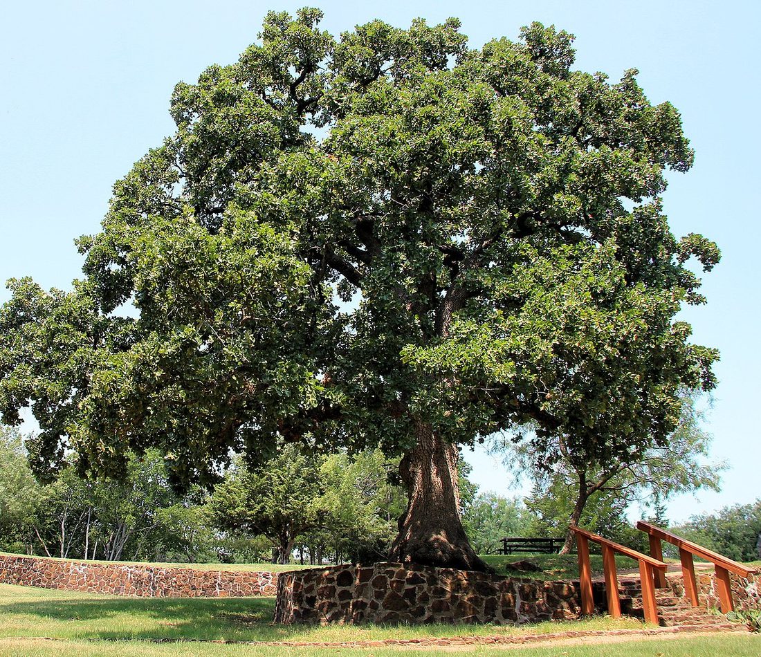 post oak reference