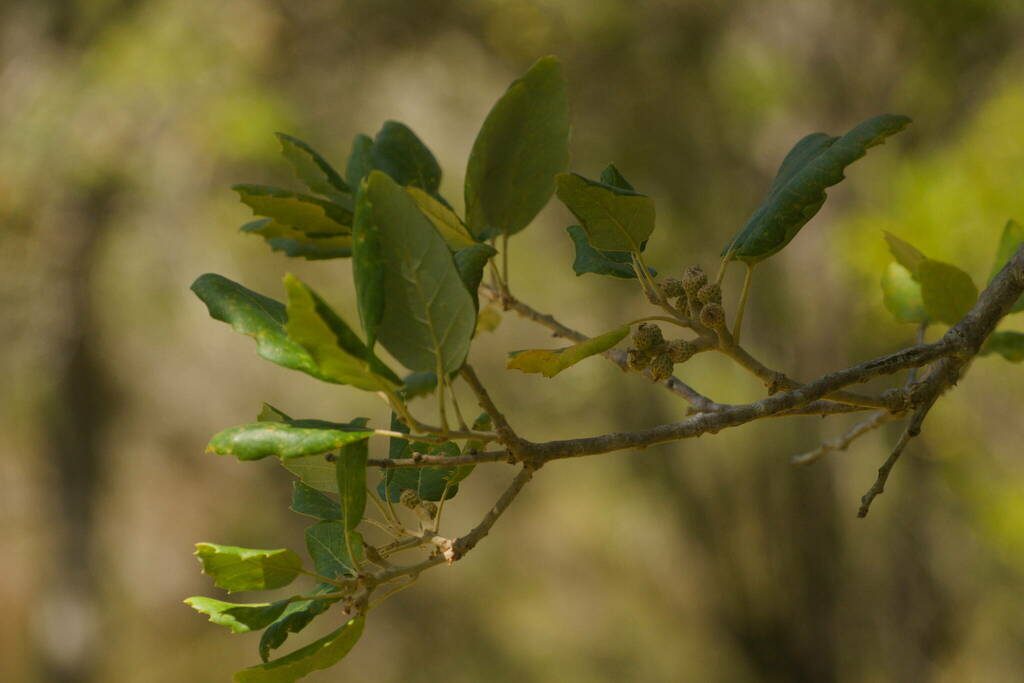 Cork Oak reference