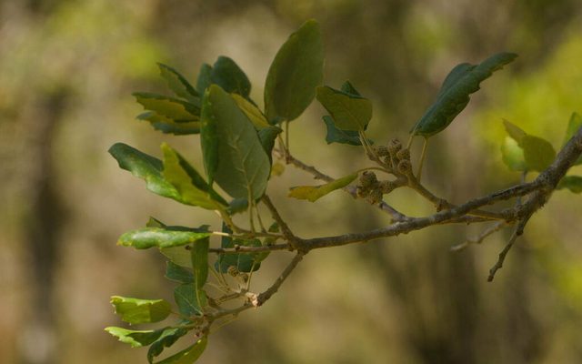 Cork Oak reference