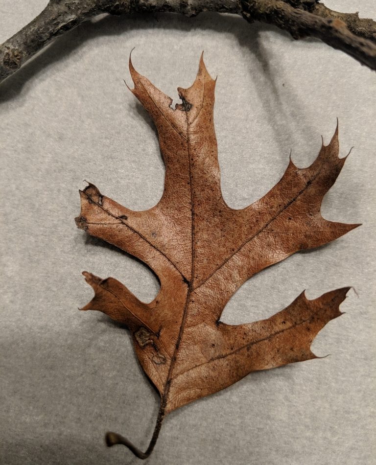 black oak reference