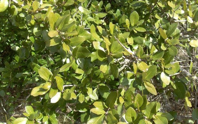 Southern Live Oak reference