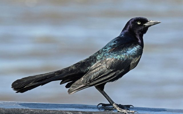 Boat-tailed Grackle reference
