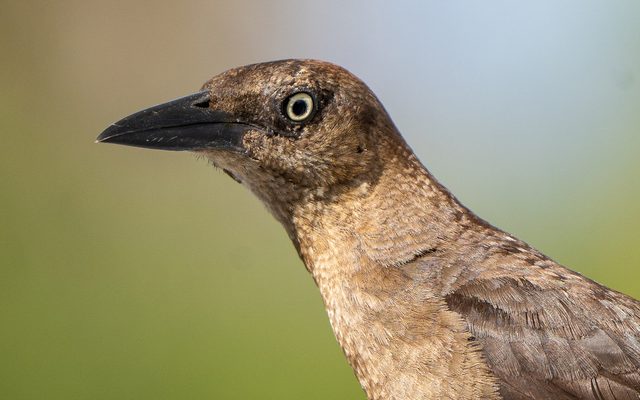 Great-tailed Grackle reference