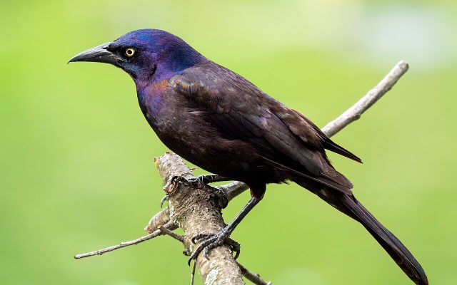 Common Grackle reference