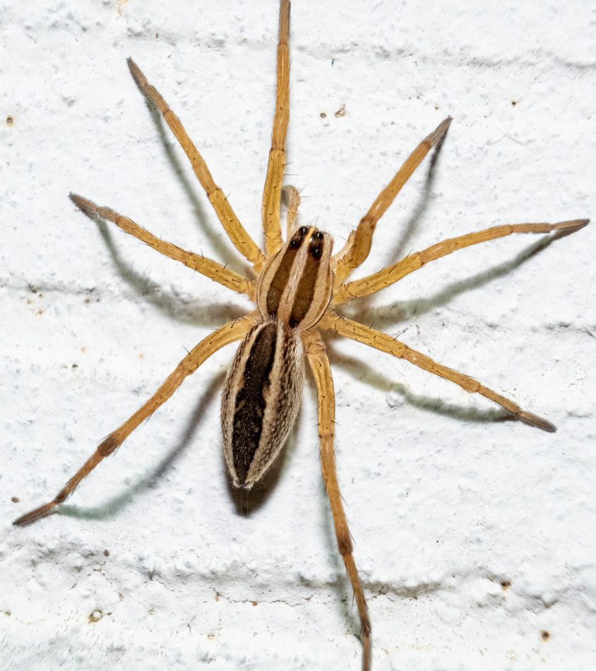 Rabidosa rabida reference