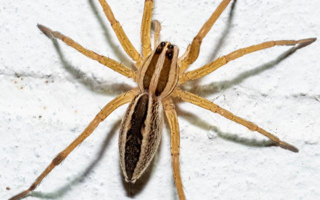 Rabid Wolf Spider reference