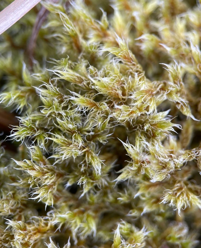 Woolly Rock Moss reference