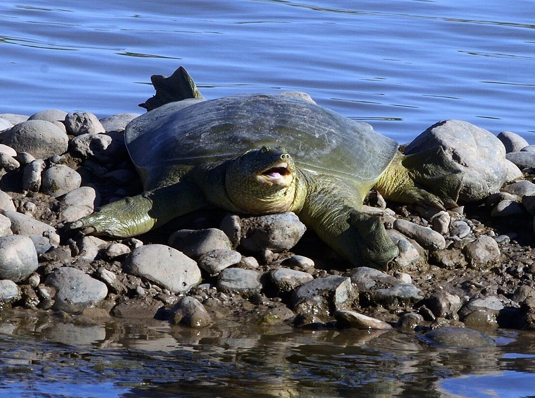 Euphrates Softshell Turtle reference