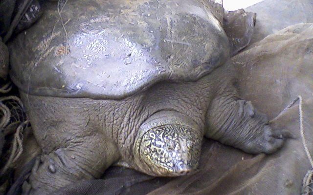 Yangtze Giant Softshell Turtle reference
