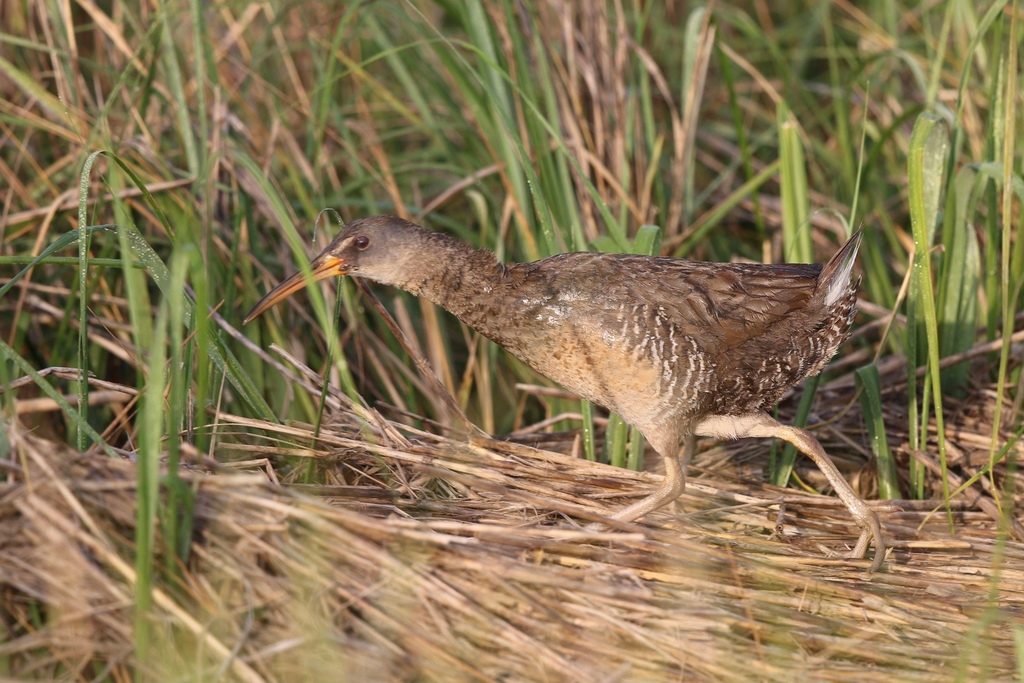 Rallus crepitans reference