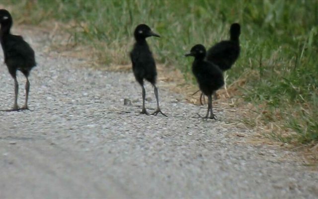 King Rail reference