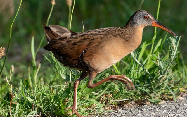 Virginia Rail reference