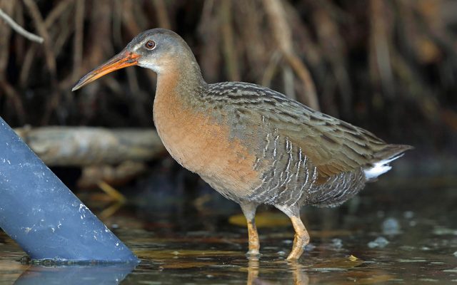 Ridgway's Rail reference