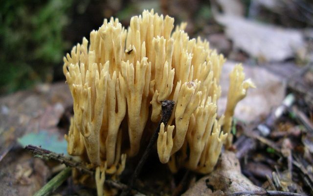 Green-staining Coral reference