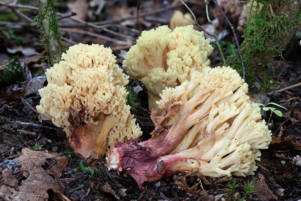 Coral Fungus reference