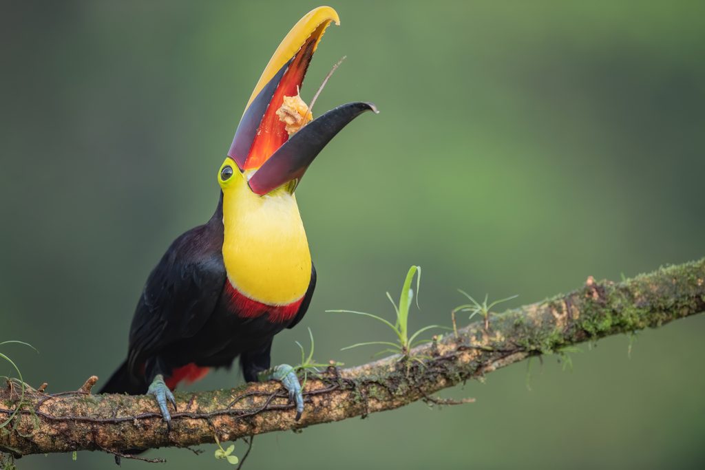 Chestnut-mandibled Toucan reference