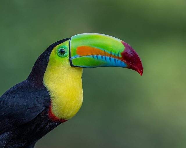 Keel-billed Toucan reference