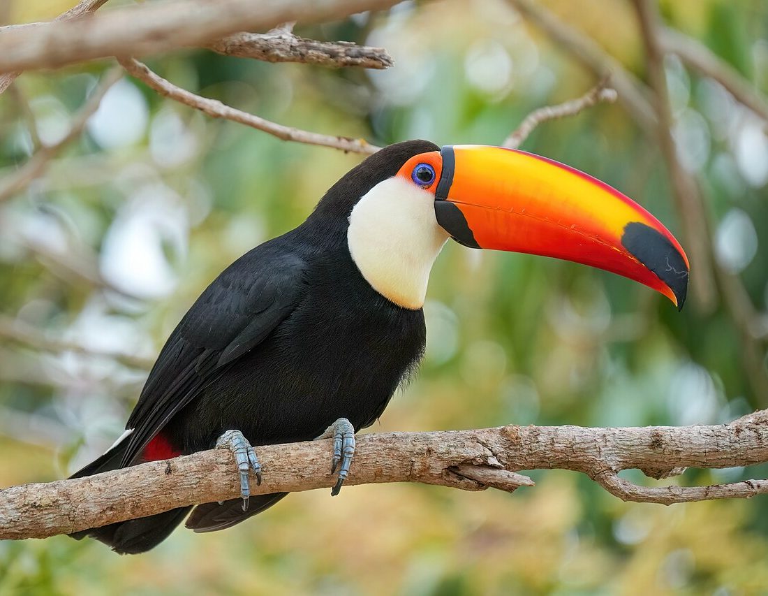 Toco Toucan reference