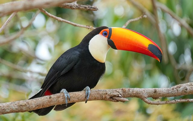 Toco Toucan reference
