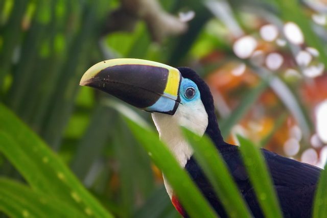 White-throated Toucan reference