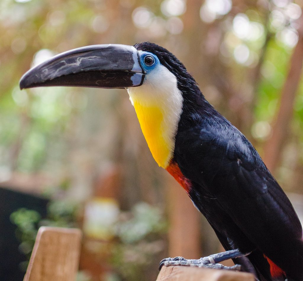 Channel-billed Toucan reference