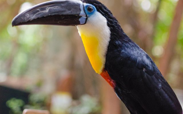 Channel-billed Toucan reference