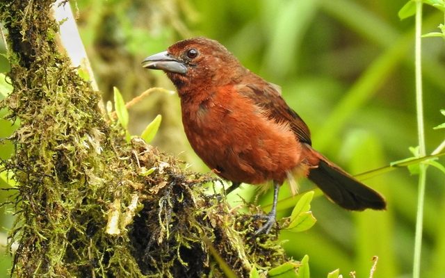 Silver-beaked Tanager reference