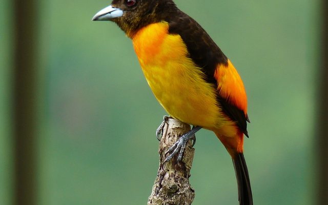 Flame-rumped Tanager reference