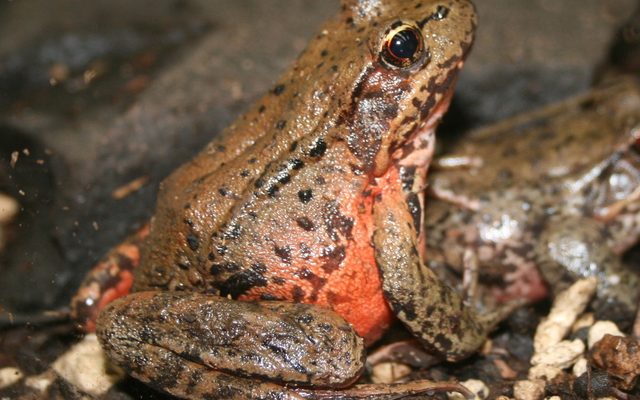 Northern Red-Legged Frog reference