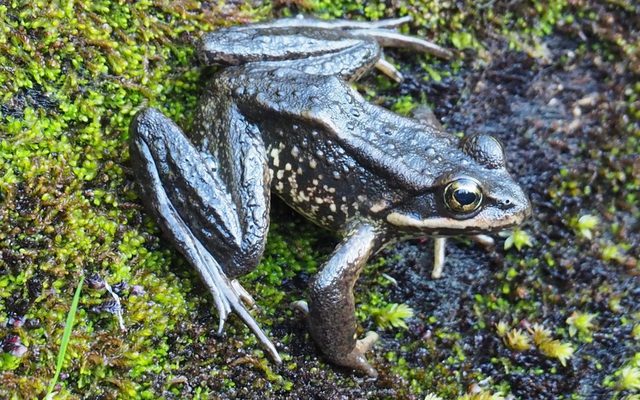 Cascades Frog reference