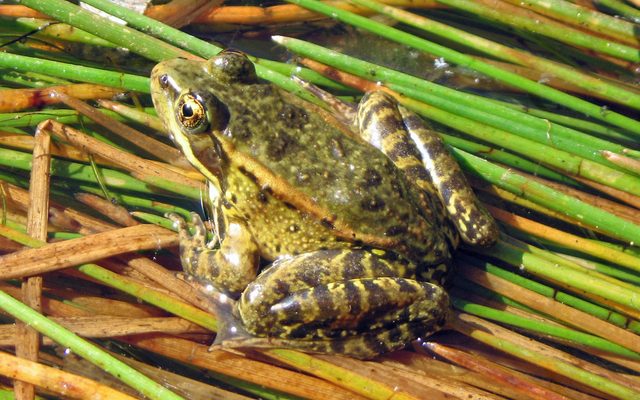 California Red-legged Frog reference