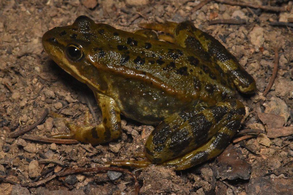 Columbia Spotted Frog reference