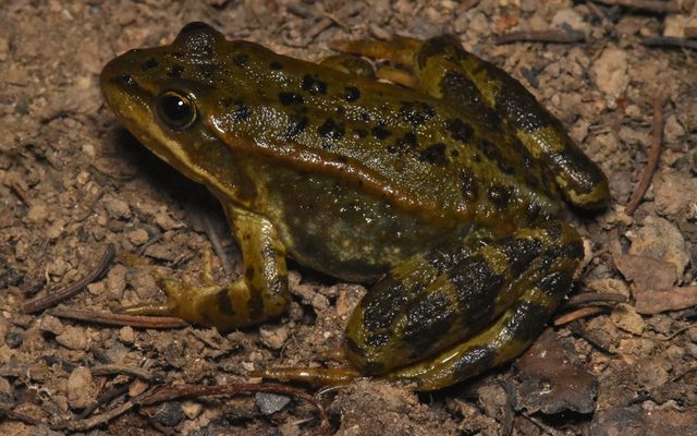 Columbia Spotted Frog reference