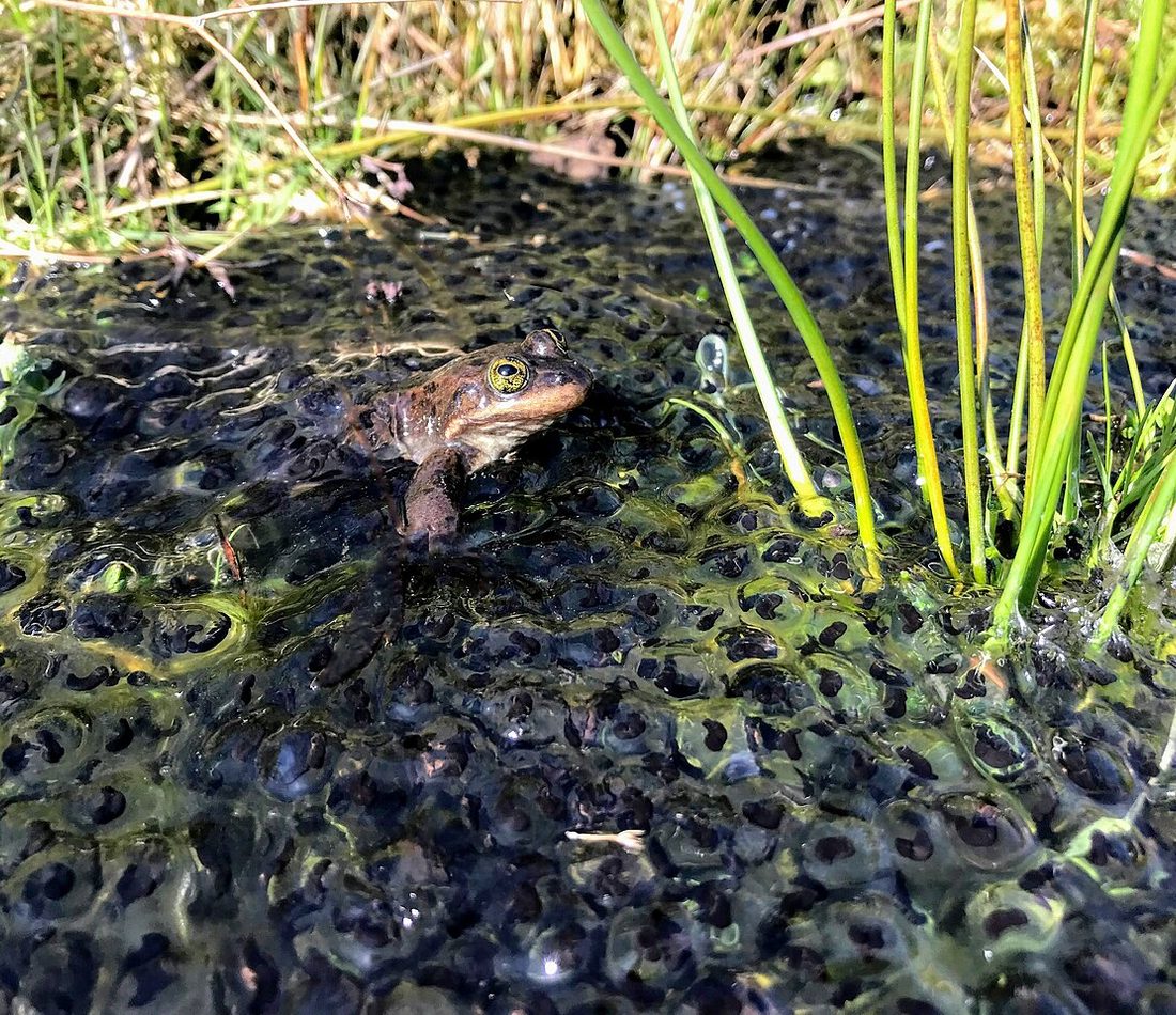 Rana pretiosa reference