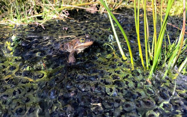 Oregon Spotted Frog reference
