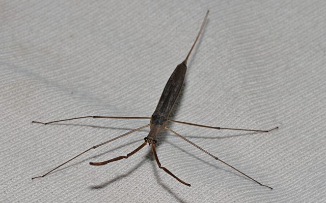 Water Scorpion reference
