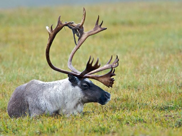 Reindeer reference