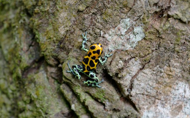 Mimic Poison Frog reference