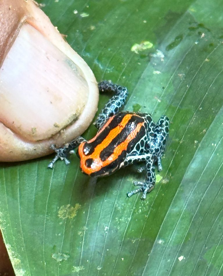 Amazonian Poison Dart Frog reference