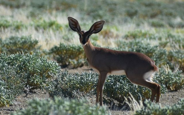 Steenbok reference